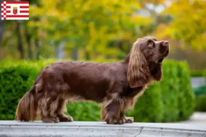 Lees meer over het artikel Sussex-Spaniel fokker en pups in Bremen