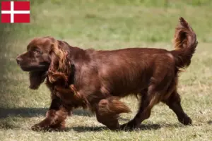 Lees meer over het artikel Sussex Spaniel fokkers en pups in Denemarken