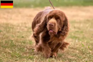 Lees meer over het artikel Sussex-Spaniel fokkers en pups in Duitsland
