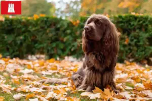 Lees meer over het artikel Sussex-Spaniel fokker en pups in Hamburg