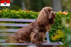 Lees meer over het artikel Sussex-Spaniel fokkers en pups in Hessen
