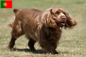 Lees meer over het artikel Sussex Spaniel fokkers en pups in Portugal