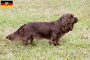 Lees meer over het artikel Sussex-Spaniel fokkers en pups in Saarland