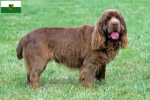 Lees meer over het artikel Sussex-Spaniel fokkers en pups in Saksen