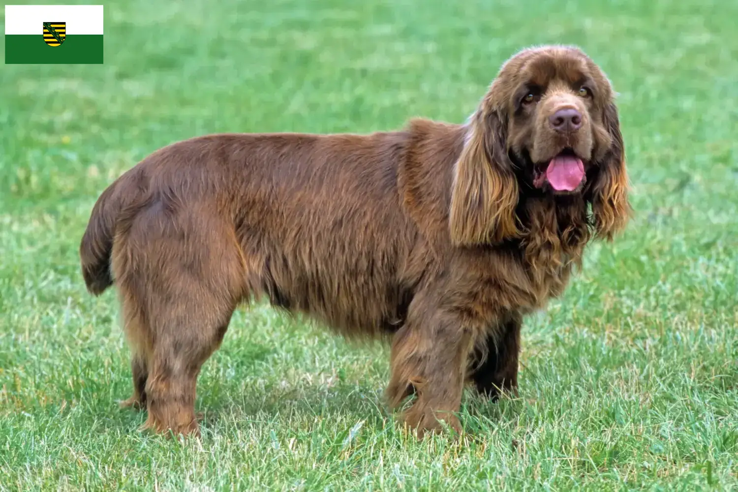 Sussex-Spaniel pups en fokkers Saksen Hier vind je Sussex-Spaniels fokkers in Saksen.