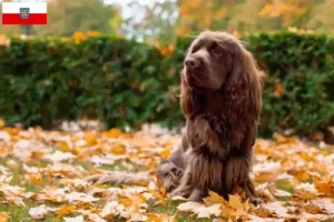Lees meer over het artikel Sussex-Spaniel fokkers en pups in Thüringen