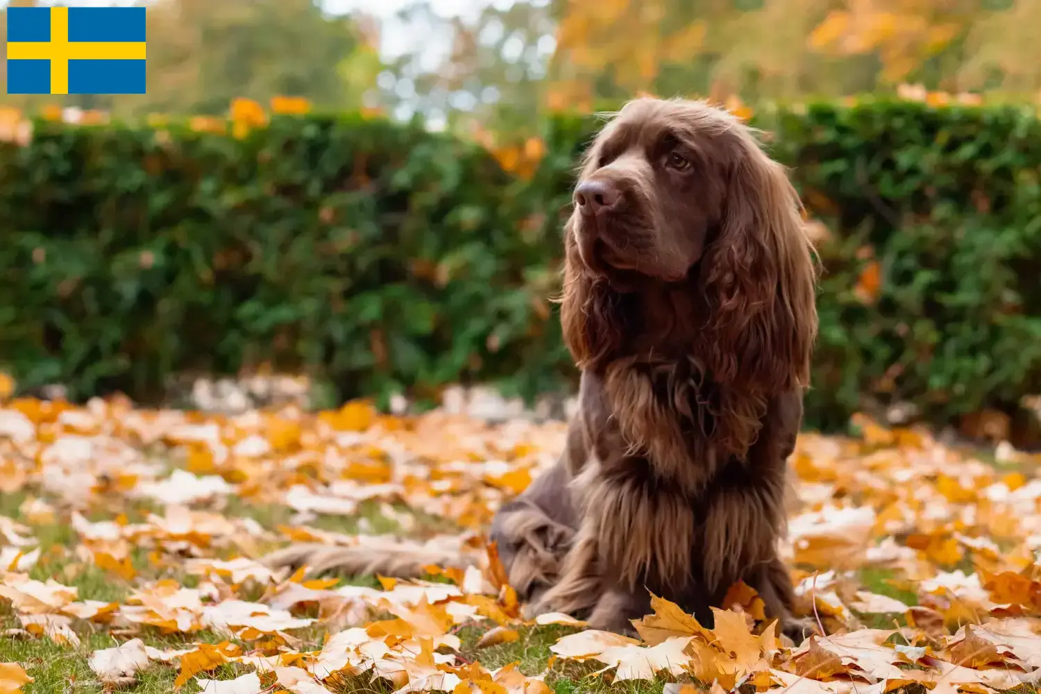 Sussex Spaniel pups en fokkers Zweden Vind hier Sussex-Spaniels fokkers in Zweden.