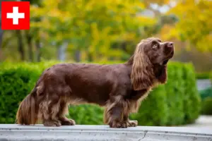Lees meer over het artikel Sussex Spaniel fokkers en pups in Zwitserland