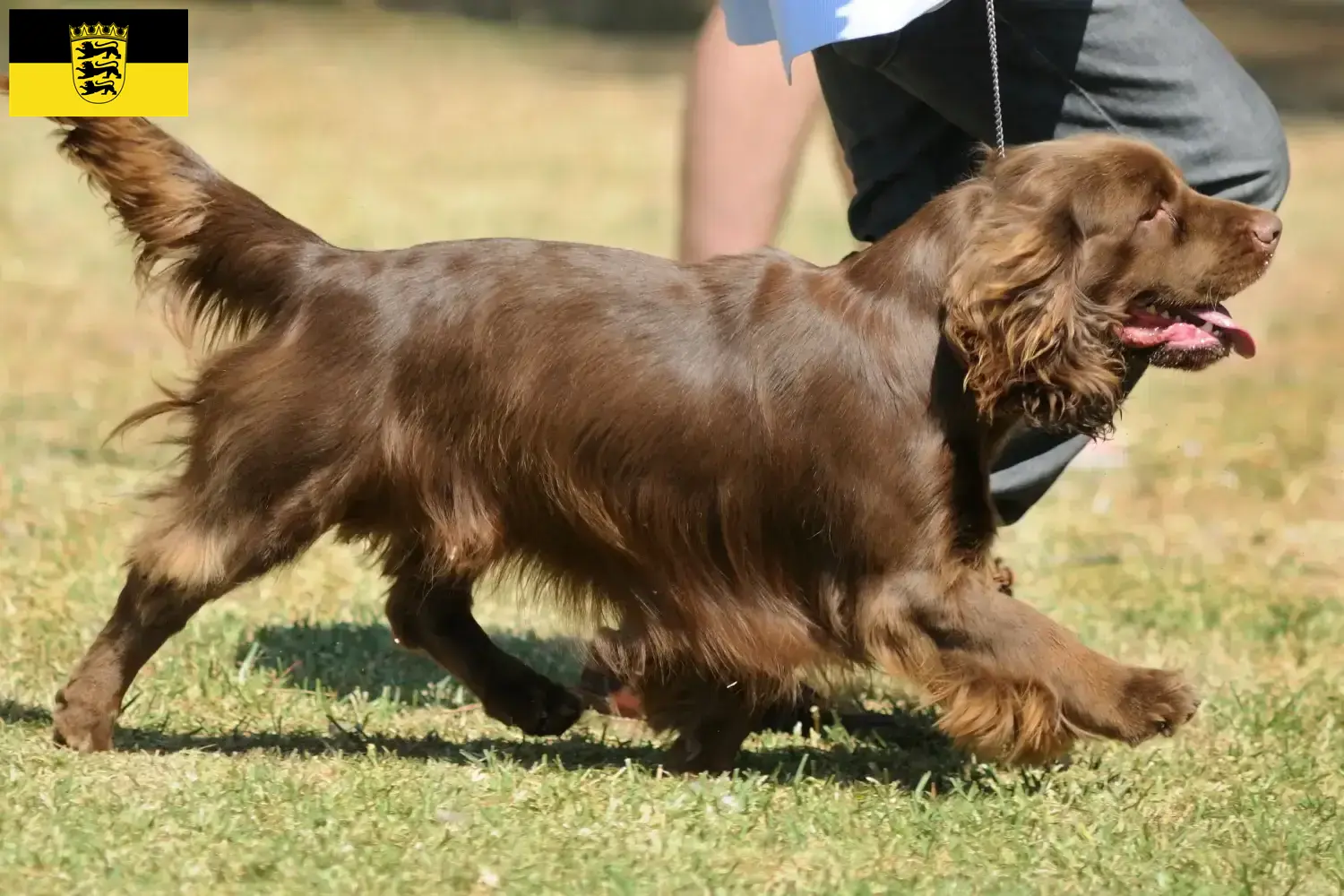Sussex-Spaniël pups en fokkers Baden-Württemberg Hier vind je Sussex-Spaniels fokkers in Baden-Württemberg.