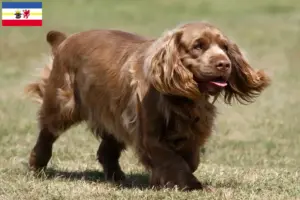 Lees meer over het artikel Sussex-Spaniël fokkers en pups in Mecklenburg-Vorpommern