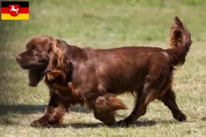 Lees meer over het artikel Sussex-Spaniel fokkers en pups in Nedersaksen