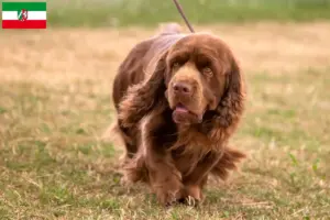 Lees meer over het artikel Sussex-Spaniel fokkers en pups in Noordrijn-Westfalen