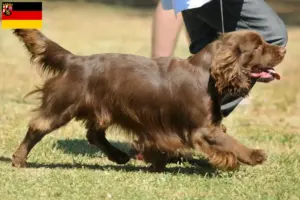 Lees meer over het artikel Sussex-Spaniel fokkers en pups in Rijnland-Palts