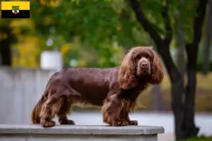 Lees meer over het artikel Sussex-Spaniel fokkers en pups in Saksen-Anhalt