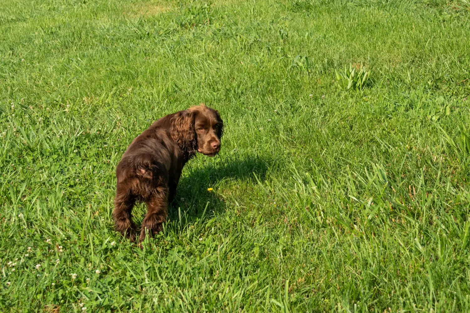 Een Sussex spaniel puppy kopen betekent verantwoordelijkheid nemen! Sussex spaniël puppy kopen.