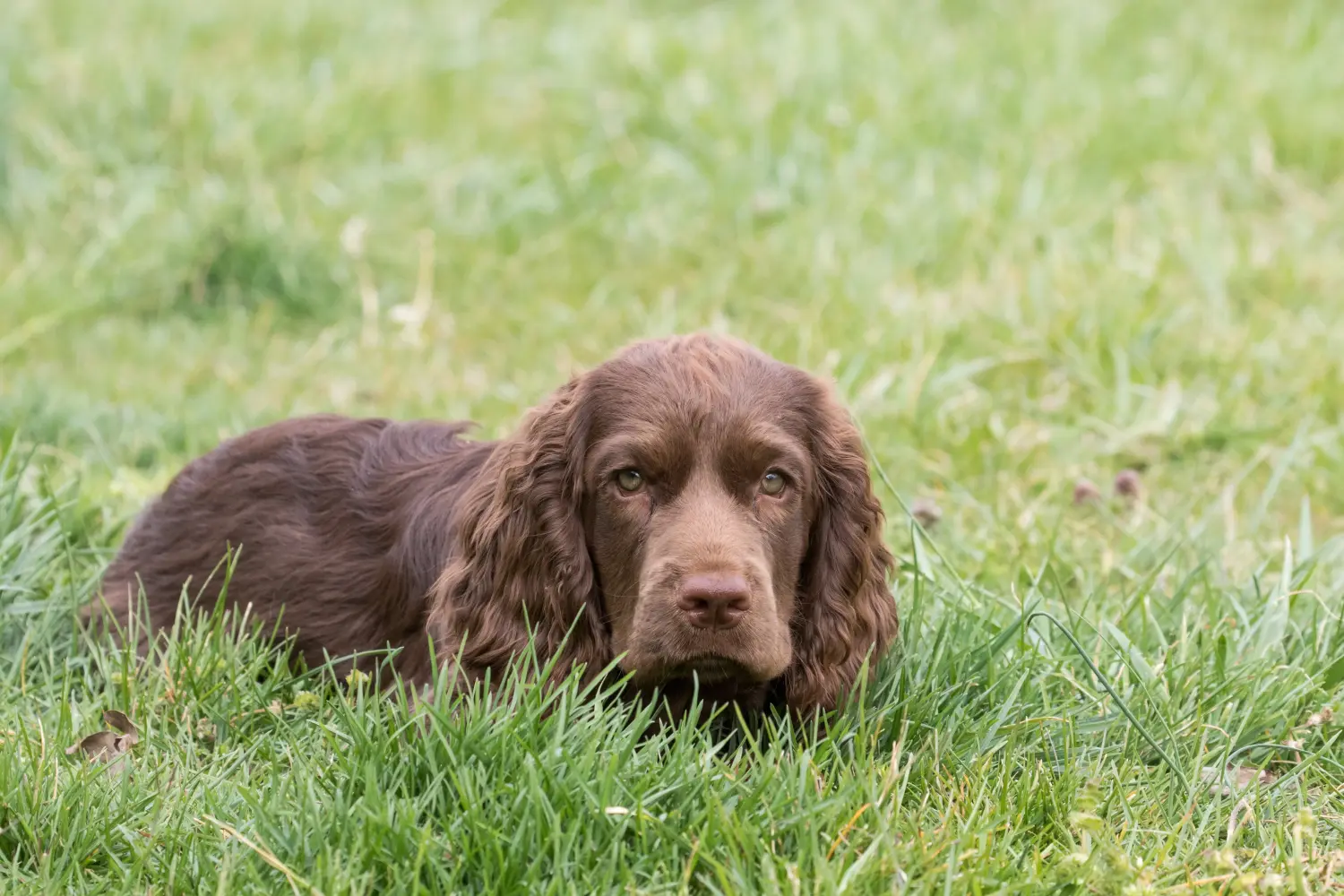 Een Sussex spaniel puppy kopen betekent verantwoordelijkheid nemen! Sussex spaniël puppy kopen.