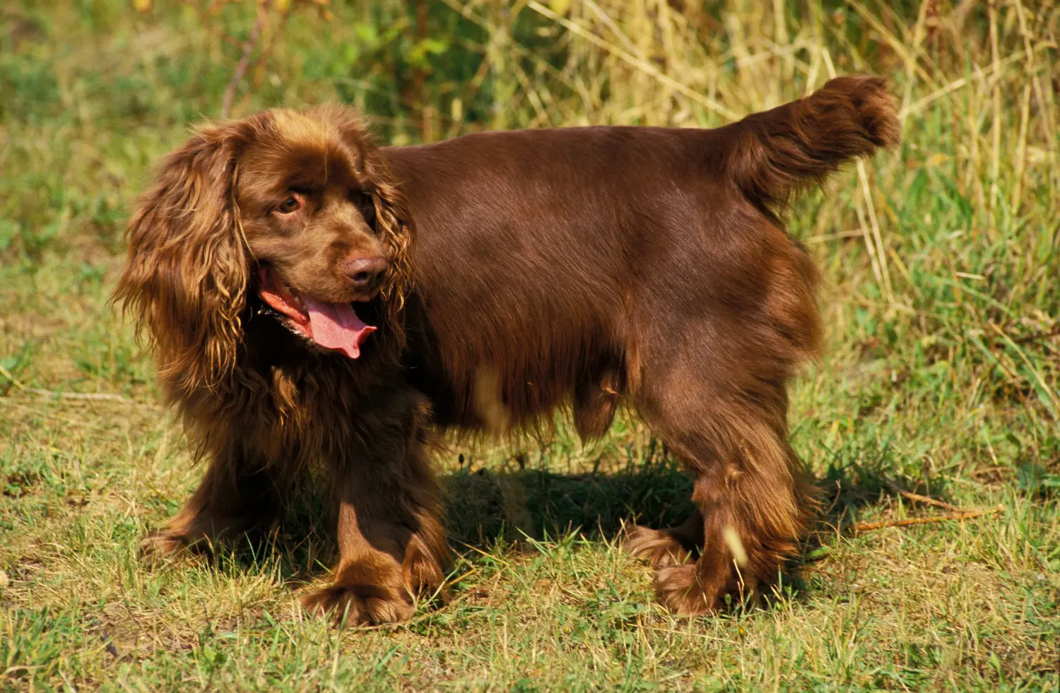 Een Sussex spaniel puppy kopen betekent verantwoordelijkheid nemen! Sussex spaniël puppy kopen.