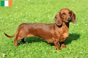 Lees meer over het artikel Teckelfokkers en puppies in Ierland