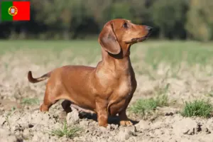Lees meer over het artikel Teckelfokkers en puppies in Portugal