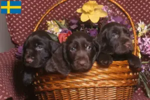 Lees meer over het artikel Field Spaniel fokkers en pups in Zweden