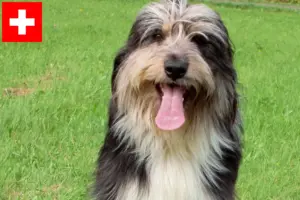 Lees meer over het artikel Wäller fokkers en pups in Zwitserland
