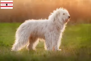Lees meer over het artikel Zuid-Russische Ovtcharka fokker en puppies in Drenthe