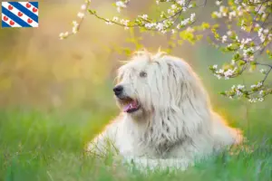 Lees meer over het artikel Zuid-Russische Ovtcharka fokker en puppies in Friesland