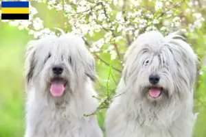 Lees meer over het artikel Zuid-Russische Ovtcharka fokker en pups in Gelderland