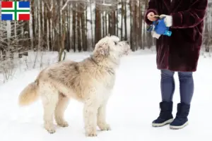 Lees meer over het artikel Zuid-Russische Ovtcharka fokker en pups in Groningen