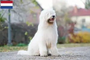 Lees meer over het artikel Zuid-Russische Ovtcharka fokker en puppies in Nederland