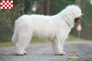 Lees meer over het artikel Zuid-Russische Ovtcharka fokker en pups in Noord-Brabant
