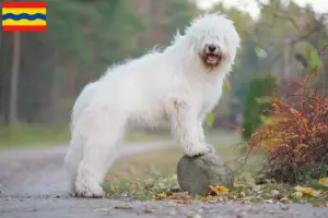 Lees meer over het artikel Zuid-Russische Ovtcharka fokker en puppies in Overijssel