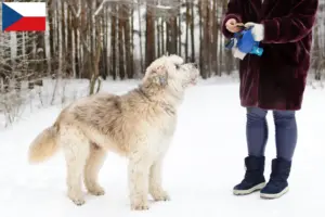 Lees meer over het artikel Zuid-Russische Ovtcharka fokker en puppies in Tsjechië