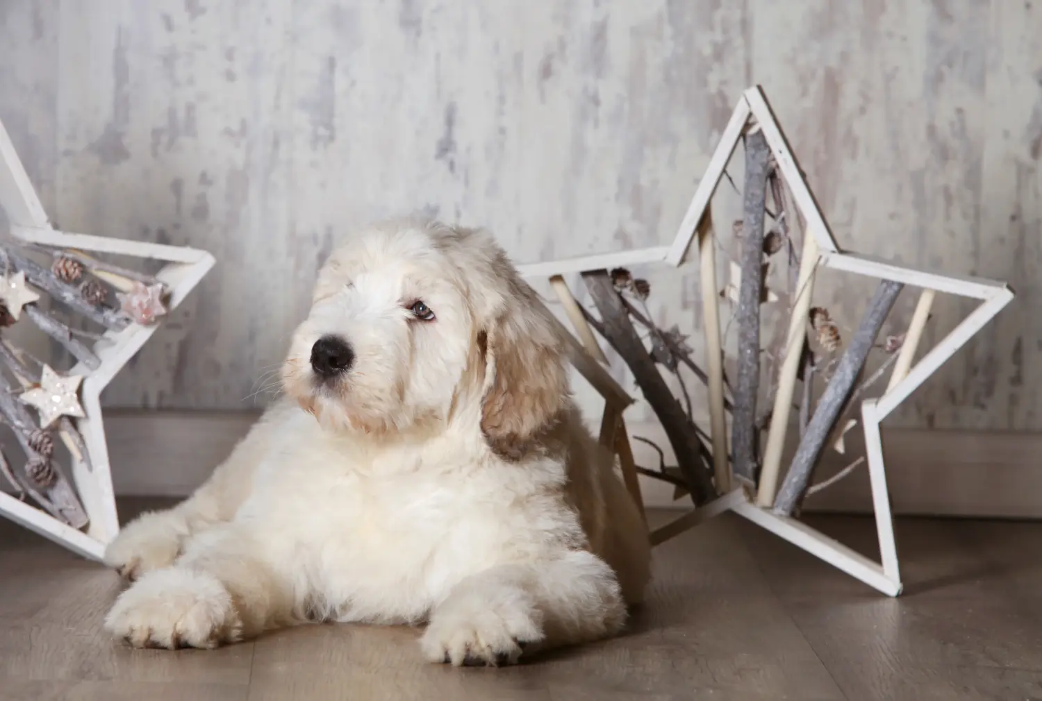 Een Zuid-Russische Owcharka puppy kopen betekent verantwoordelijkheid nemen! Zuid-Russische Ovtcharka puppy's kopen.