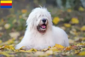 Lees meer over het artikel Zuid-Russische Ovtcharka fokker en puppies in Noord-Holland