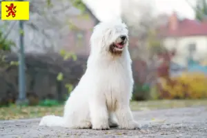 Lees meer over het artikel Zuid-Russische Ovtcharka fokker en puppies in Zuid-Holland