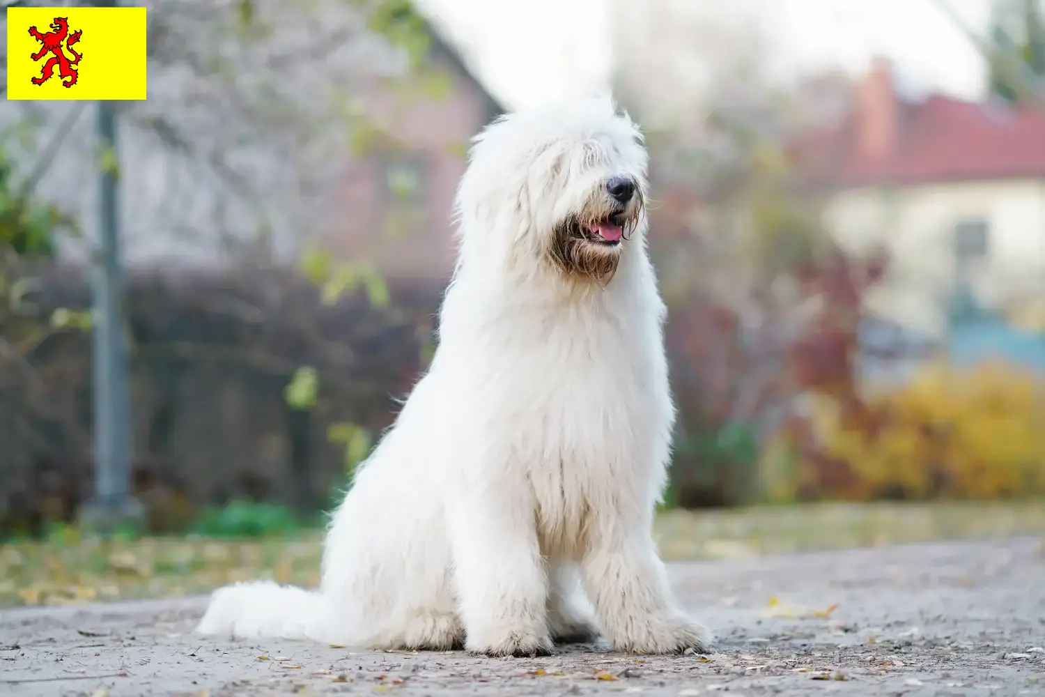 Lees meer over het artikel Zuid-Russische Ovtcharka fokker en puppies in Zuid-Holland