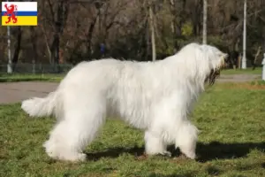 Lees meer over het artikel Zuid-Russische Ovtcharka fokker en puppies in Limburg