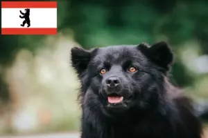 Lees meer over het artikel Zweedse Lapfund fokker en pups in Berlijn