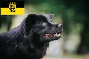 Lees meer over het artikel Zweedse Lapfund fokkers en pups in Baden-Württemberg