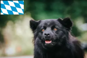 Lees meer over het artikel Zweedse Lapfund fokkers en pups in Beieren