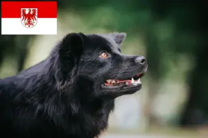 Lees meer over het artikel Zweedse Lapfund fokkers en pups in Brandenburg