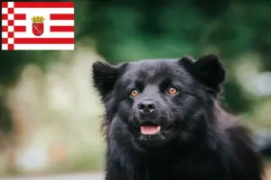 Lees meer over het artikel Zweedse Lapfund fokker en pups in Bremen