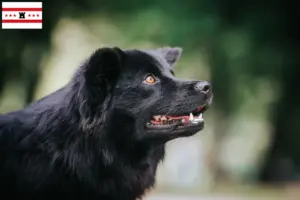 Lees meer over het artikel Zweedse Lapfund fokker en pups in Drenthe