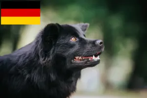 Lees meer over het artikel Zweedse Lapfund fokkers en pups in Duitsland