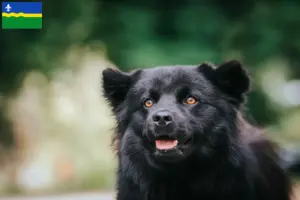 Lees meer over het artikel Zweedse Lapfund fokker en pups in Flevoland