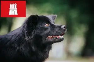 Lees meer over het artikel Zweedse Lapfund fokker en pups in Hamburg