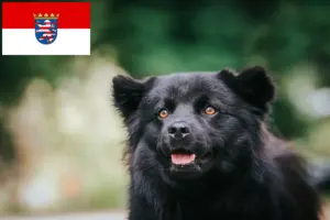Lees meer over het artikel Zweedse Lapfund fokkers en pups in Hessen