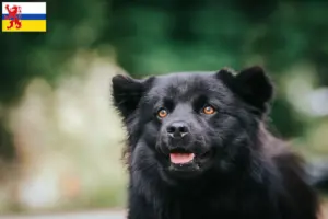 Lees meer over het artikel Zweedse Lapfund fokker en pups in Limburg
