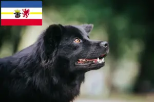 Lees meer over het artikel Zweedse Lapfund fokkers en pups in Mecklenburg-Vorpommern